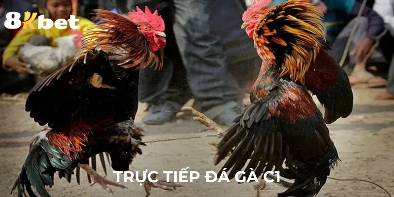 truc-tiep-da-ga-c1